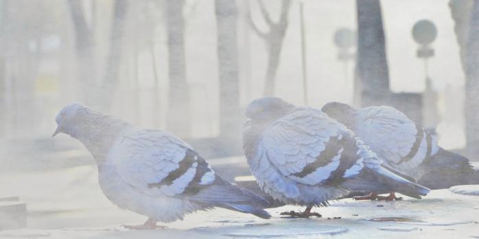 У низці регіонів України 29 грудня очікується туман, фото: